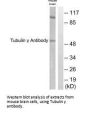 TUBG1 Antibody