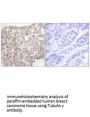 TUBG1 Antibody