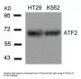 ATF2 (Ab-71 or 53) Antibody