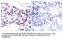 ATF2 (Ab-71 or 53) Antibody