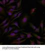 ATF2 (Ab-71 or 53) Antibody