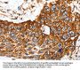 MCAM Antibody