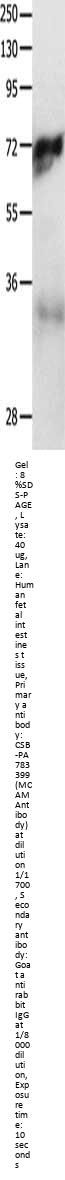 MCAM Antibody