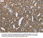 PRKAR1B Antibody