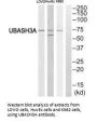 UBASH3A Antibody