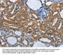 PIK3R4 Antibody