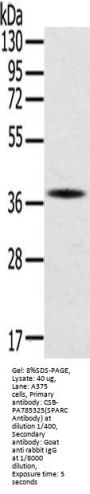 SPARC Antibody