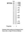 MYO5A Antibody