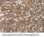 CASP9 Antibody