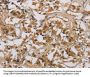 CASP9 Antibody