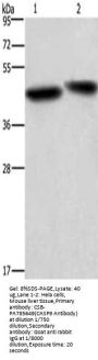 CASP9 Antibody
