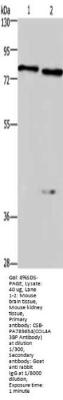 COL4A3BP Antibody