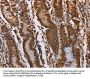 KIF2A Antibody