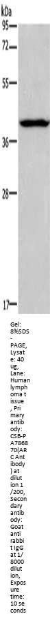 ARC Antibody