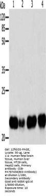 BID Antibody