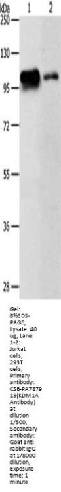KDM1A Antibody