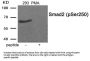 Phospho-SMAD2 (Ser250) Antibody