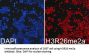 Histone H3R26me2a Antibody
