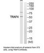 TRAF4 Antibody