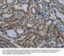 NBL1 Antibody
