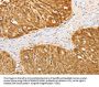 S100A1 Antibody