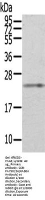 RAB8A Antibody