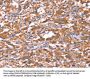 FAM13B Antibody