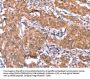FAM13B Antibody