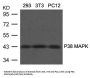 MAPK11 (Ab-180/182) Antibody