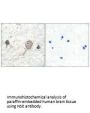 ENO2 Antibody