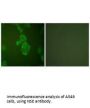 ENO2 Antibody