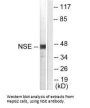 ENO2 Antibody