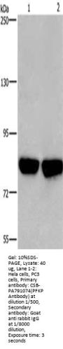 PFKP Antibody