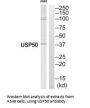USP50 Antibody