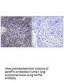 USP50 Antibody