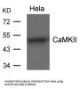 CAMK2A (Ab-286) Antibody