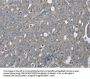 EZR Antibody