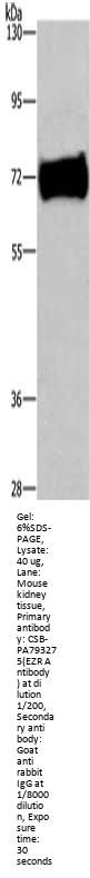 EZR Antibody