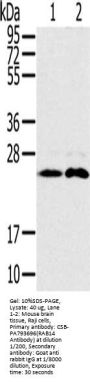 RAB14 Antibody