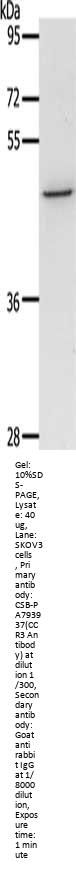 CCR3 Antibody