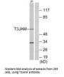 TRAF3IP3 Antibody