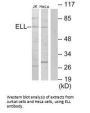 ELL Antibody