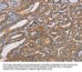 CDK11A/CDK11B Antibody