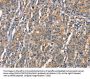 CEACAM3 Antibody