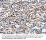 CEACAM3 Antibody