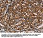 MRPL39 Antibody