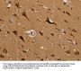 MRPL39 Antibody