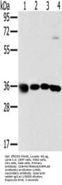 MRPL39 Antibody