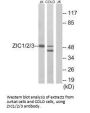 ZIC1 Antibody