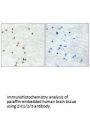 ZIC1 Antibody